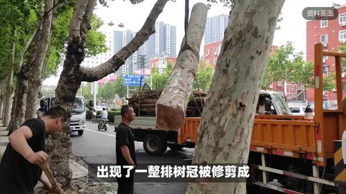河北一道路现方形绿化树，当地政府积极回应